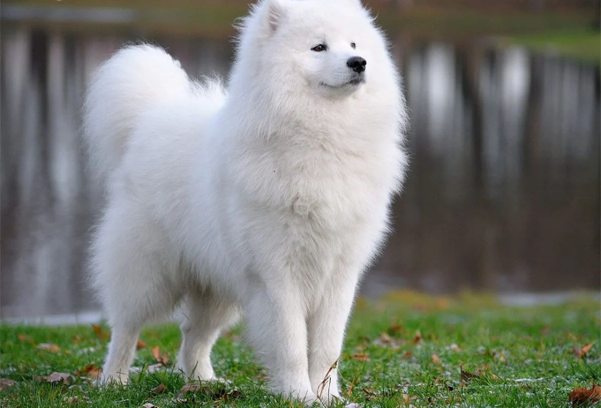 A fluffy white Samoyed dog with a friendly expression and a thick, snow-white coat, standing in a snowy landscape.